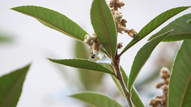 une abeille sur une fleur