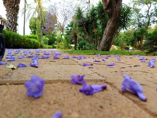 flowers in the park