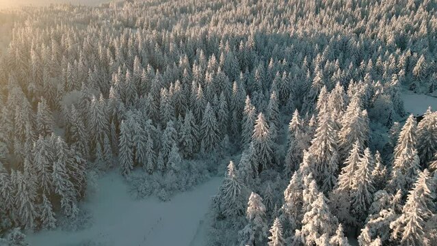 Flying backwards above sunlit coniferous trees snowy landscape at sunrise aerial view. Tranquil forest winter scenery landscape drone shot