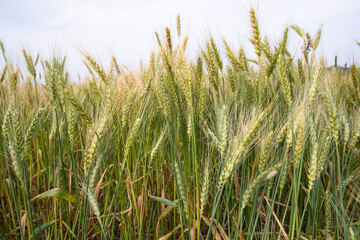 Wheat grain field closeup spike with blue sky image