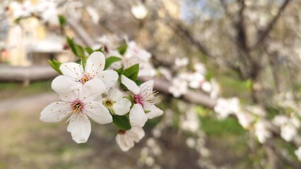 tree blossom
