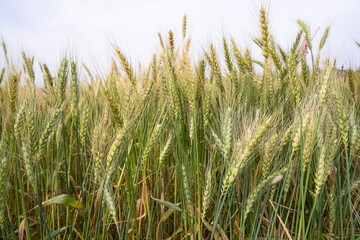 Wheat grain field closeup spike with blue sky image