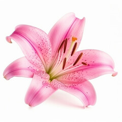 Pink Lilly flower isolated. Illustration AI Generative