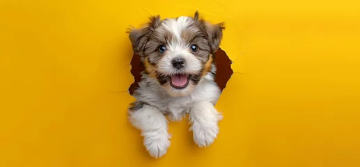 Fotobehang Funny smiling dog climbs out of hole in colored background. Wide angle horizontal wallpaper or web banne © KDdesignphoto