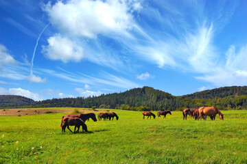 Horses grazing on field over grass in autumn sunny day, Regietow, Low Beskids (Beskid Niski),
 Poland - obrazy, fototapety, plakaty