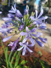 flowers in the garden