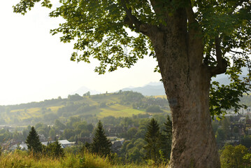 A large tree on the background of the mountains