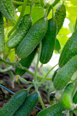 The bush cucumbers hang on the trellis in the garden .
