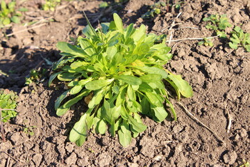 A plant growing in the dirt