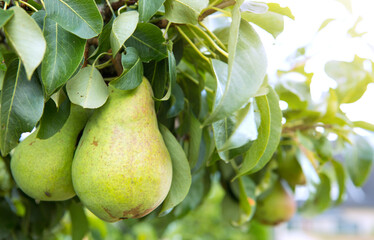 Pears tree branch in the summer garden.