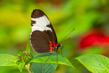 Pretty butterfly basking in the sun on a leaf in an aviary