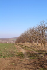 A dirt road with trees on either side of it