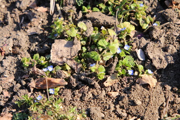 A group of butterflies on the ground