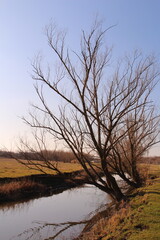 A tree next to a body of water