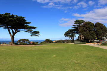 Monterey cypress trees (Hesperocyparis macrocarpa) by sea in Torquay (Geelong, Australia) : (pix...