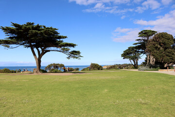 Fototapeta na wymiar Monterey cypress trees (Hesperocyparis macrocarpa) by sea in Torquay (Geelong, Australia) : (pix Sanjiv Shukla)