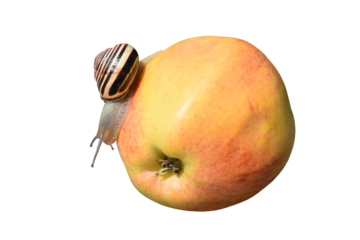 A striped grove snail on the apple isolated on the transparent background