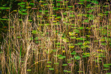 Pretty little pond in a public park in Florida in the United States.