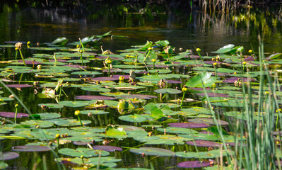Pretty little pond in a public park in Florida in the United States.