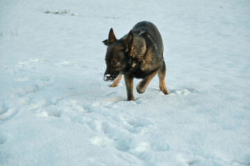Beautiful German Shepherd dog playing in a snowy meadow on a sunny winter day in Skaraborg Sweden