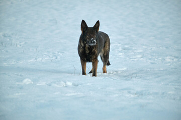 Beautiful German Shepherd dog playing in a snowy meadow on a sunny winter day in Skaraborg Sweden