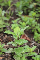 Fototapeta na wymiar peppermint plant growing wild on the ground