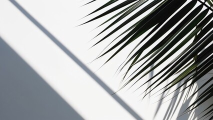 Obraz premium Palm leaves on a white background. Light and shadow of leaves, Abstract silhouette of tropical leaves, natural wallpaper pattern, spring, summer texture,