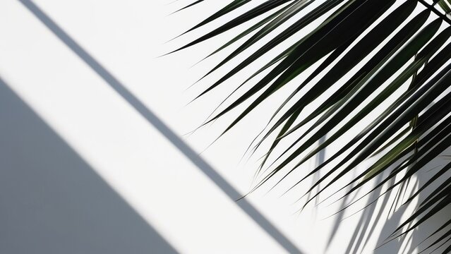 Palm leaves on a white background. Light and shadow of leaves, Abstract silhouette of tropical leaves, natural wallpaper pattern, spring, summer texture,