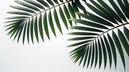 Palm leaves on a white background. Light and shadow of leaves, Abstract silhouette of tropical leaves, natural wallpaper pattern, spring, summer texture,
