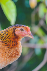 chicken on the farm