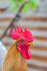 portrait of rooster in the farm