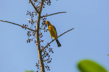 yellow and black bird eating