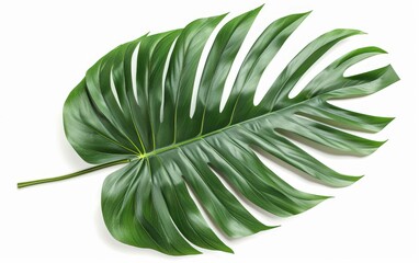 A single large green leaf stands out against a plain white background, showcasing its vibrant color and intricate veins
