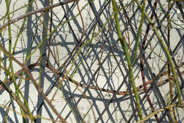 abstract background featuring shallow depth of field focus on rose cane and metal trellis