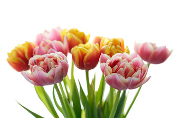 Bouquet of multicolored tulip flowers isolated on white background.