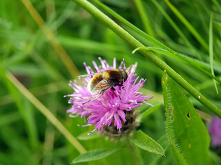 furry hoverfly macro insect