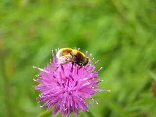 furry hoverfly macro insect