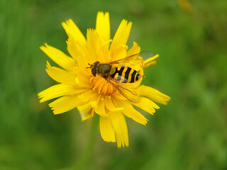 Macr hoverfly insect spring