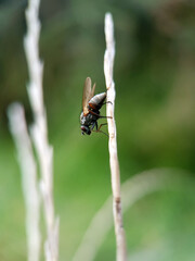 Macro fly on a leaf