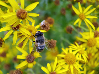 furry hoverfly macro insect