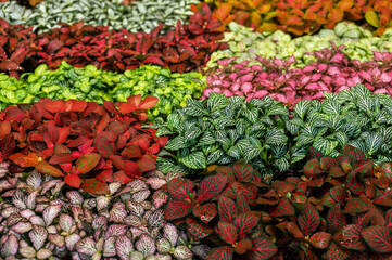 Multi-colored Fittonia flowers. Flower exhibition in Amsterdam. Phytonia leaves are divided into several rows. Close-up. Background. Bright colors. Gardening and growing plants.