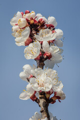 Marillenbl&uuml;te Wachau 