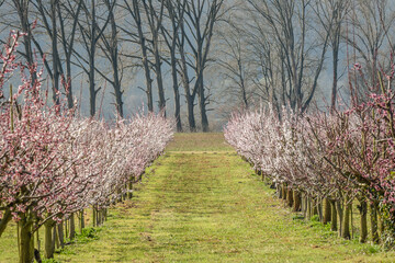 Marillenbl&uuml;te Wachau 