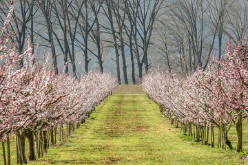 Marillenbl&uuml;te Wachau 
