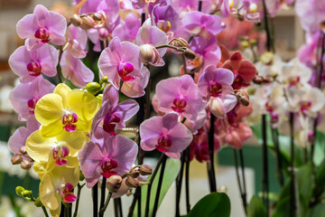 Multi-colored orchids. Flowers in yellow, pink, red and spotted colors. Gardening and growing...
