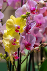 Multi-colored orchids. Flowers in yellow, pink, red and spotted colors. Gardening and growing plants. Beautiful. Flower petals close up with blurred background. Flower exhibition in Amsterdam.