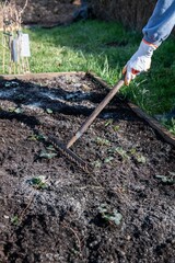 Fototapeta premium Erdbeeren im Garten pflanzen, Erdbeerpflanzen, 