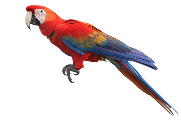 Majestic Scarlet Macaw in Flight Isolated on White