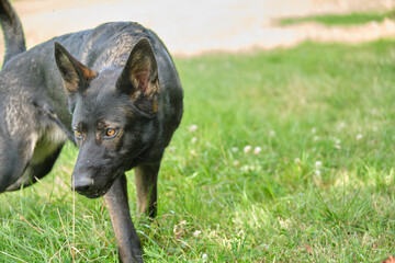 Beautiful German Shepherd in a meadow on a sunny spring day in Skaraborg Sweden