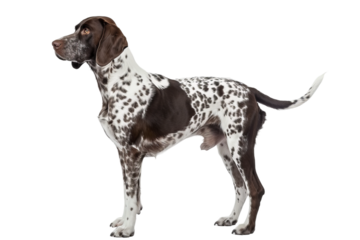 side view of dog isolated on white background
